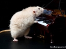 66. Маленький Моцарт часами упражнялся в игре на рояле... Автор: Евгения Киселева, Томск
