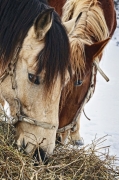 15. Лошади кушают. Автор: Дмитрий Войнов. Майкоп