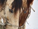 15. Лошади кушают. Автор: Дмитрий Войнов. Майкоп